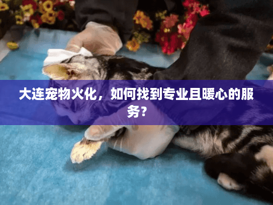 大连宠物火化，如何找到专业且暖心的服务？