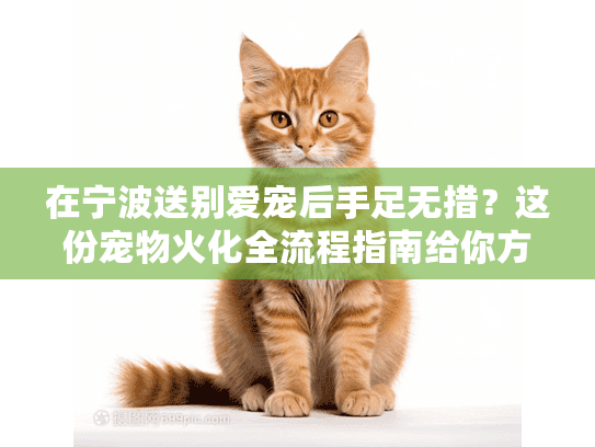 在宁波送别爱宠后手足无措？这份宠物火化全流程指南给你方向