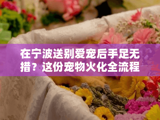 在宁波送别爱宠后手足无措？这份宠物火化全流程指南给你方向