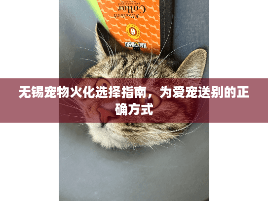 无锡宠物火化选择指南，为爱宠送别的正确方式