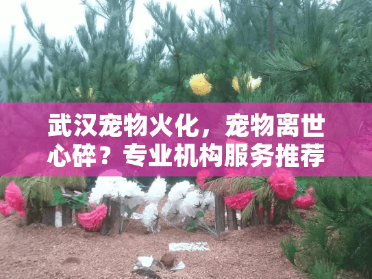 武汉宠物火化，宠物离世心碎？专业机构服务推荐