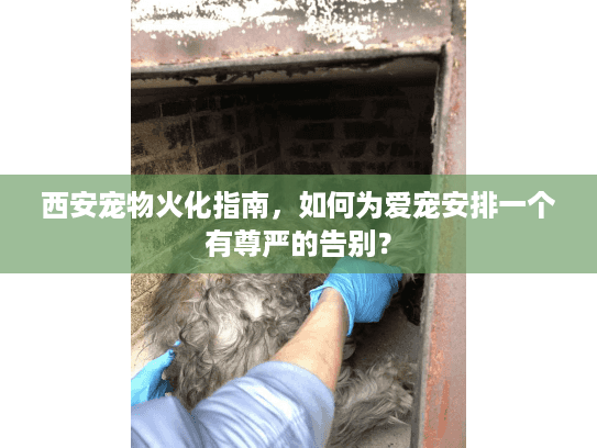 西安宠物火化指南，如何为爱宠安排一个有尊严的告别？