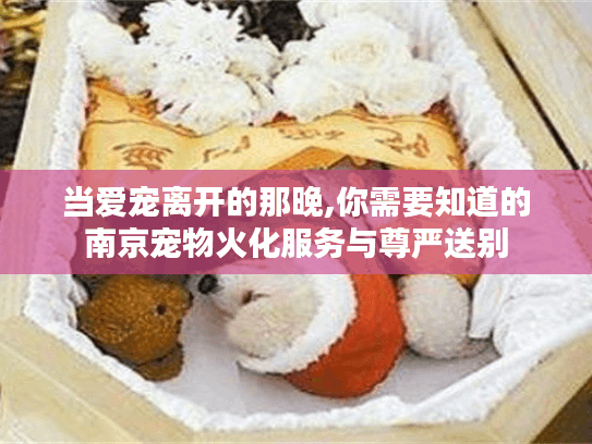 当爱宠离开的那晚,你需要知道的南京宠物火化服务与尊严送别