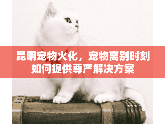 昆明宠物火化，宠物离别时刻如何提供尊严解决方案