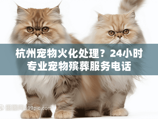 杭州宠物火化处理？24小时专业宠物殡葬服务电话