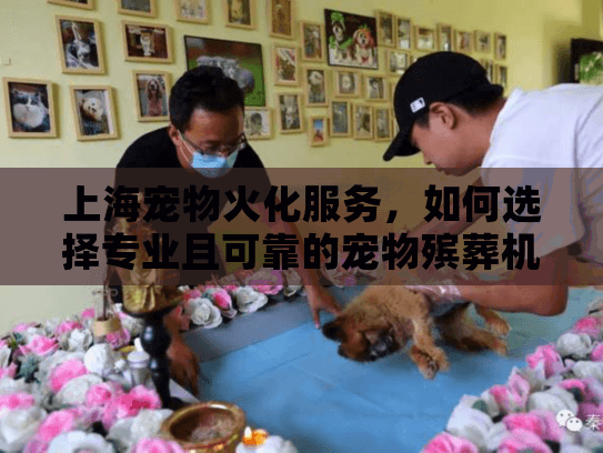 上海宠物火化服务，如何选择专业且可靠的宠物殡葬机构？