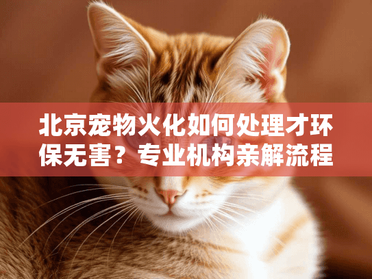 北京宠物火化如何处理才环保无害？专业机构亲解流程与费用