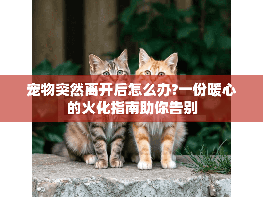 宠物突然离开后怎么办?一份暖心的火化指南助你告别