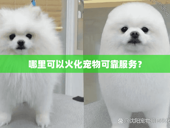 哪里可以火化宠物可靠服务？