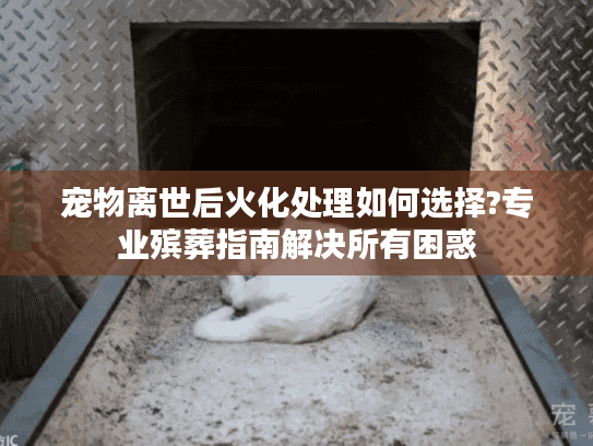 宠物离世后火化处理如何选择?专业殡葬指南解决所有困惑
