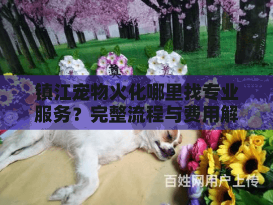 镇江宠物火化哪里找专业服务？完整流程与费用解析