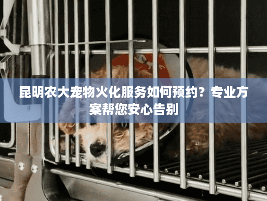 昆明农大宠物火化服务如何预约？专业方案帮您安心告别