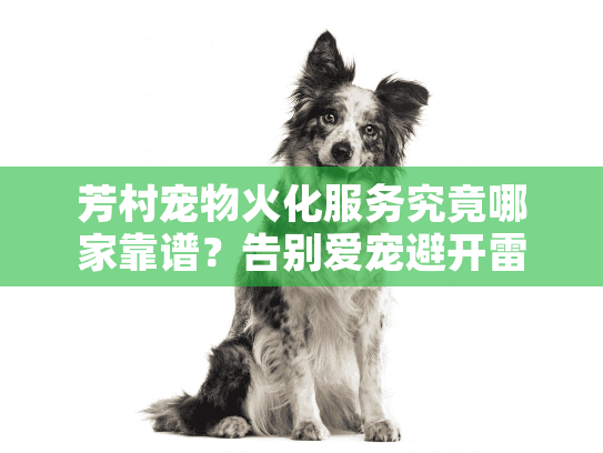 芳村宠物火化服务究竟哪家靠谱？告别爱宠避开雷区指南
