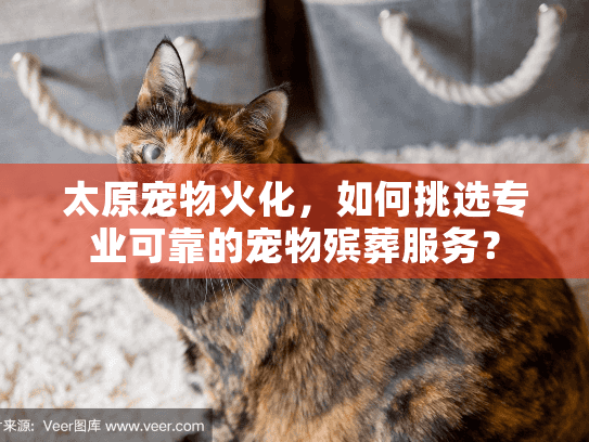 太原宠物火化，如何挑选专业可靠的宠物殡葬服务？