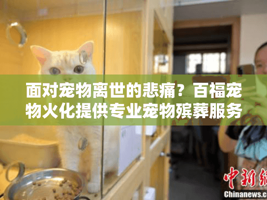 面对宠物离世的悲痛？百福宠物火化提供专业宠物殡葬服务指南