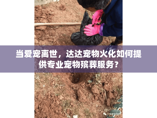 当爱宠离世，达达宠物火化如何提供专业宠物殡葬服务？