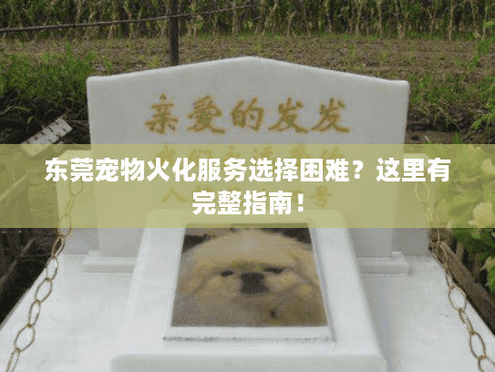 东莞宠物火化服务选择困难？这里有完整指南！