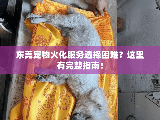 东莞宠物火化服务选择困难？这里有完整指南！