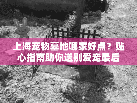 上海宠物墓地哪家好点？贴心指南助你送别爱宠最后一程