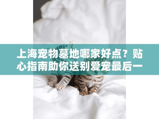 上海宠物墓地哪家好点？贴心指南助你送别爱宠最后一程