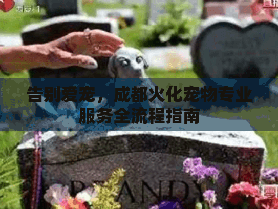 告别爱宠，成都火化宠物专业服务全流程指南