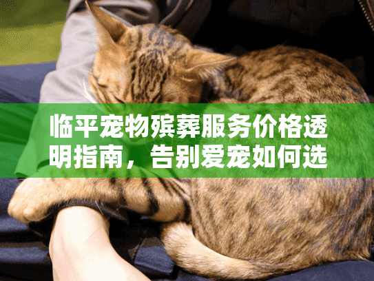 临平宠物殡葬服务价格透明指南，告别爱宠如何选择与花费？