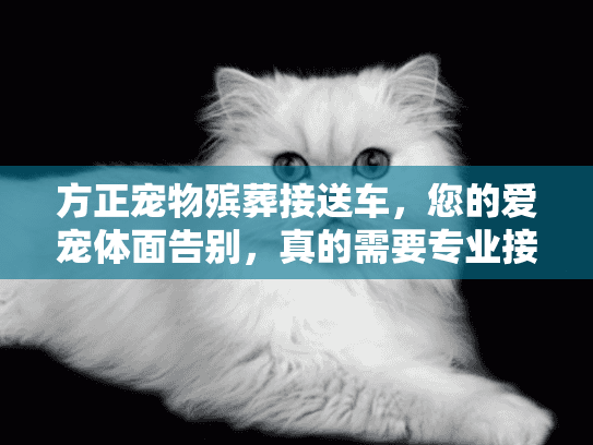 方正宠物殡葬接送车，您的爱宠体面告别，真的需要专业接送服务吗？