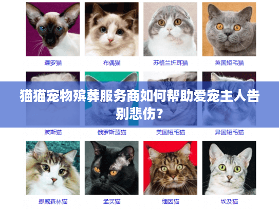 猫猫宠物殡葬服务商如何帮助爱宠主人告别悲伤？