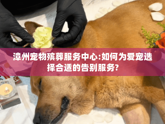 漳州宠物殡葬服务中心:如何为爱宠选择合适的告别服务?