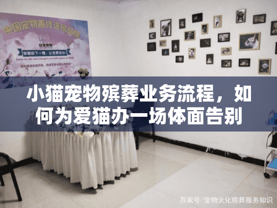 小猫宠物殡葬业务流程，如何为爱猫办一场体面告别？
