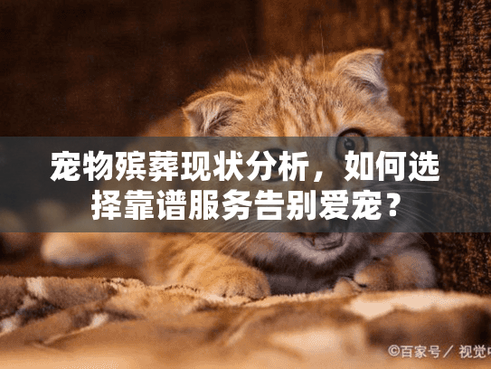 宠物殡葬现状分析，如何选择靠谱服务告别爱宠？
