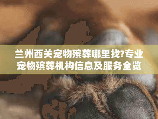 兰州西关宠物殡葬哪里找?专业宠物殡葬机构信息及服务全览