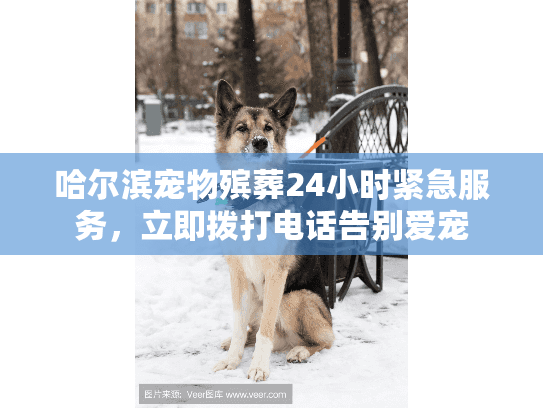 哈尔滨宠物殡葬24小时紧急服务，立即拨打电话告别爱宠