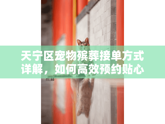 天宁区宠物殡葬接单方式详解，如何高效预约贴心服务