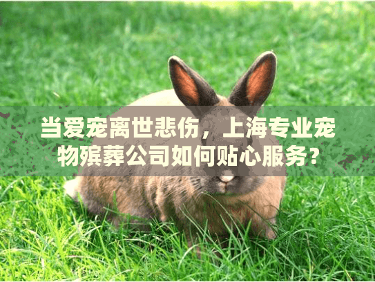 当爱宠离世悲伤，上海专业宠物殡葬公司如何贴心服务？