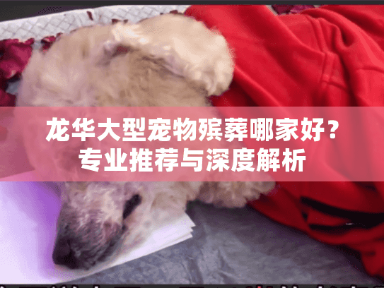 龙华大型宠物殡葬哪家好？专业推荐与深度解析
