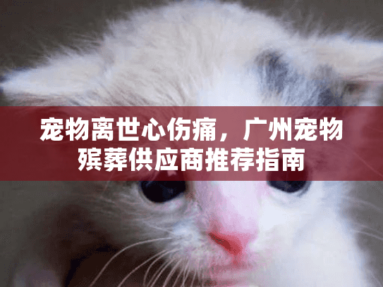宠物离世心伤痛，广州宠物殡葬供应商推荐指南