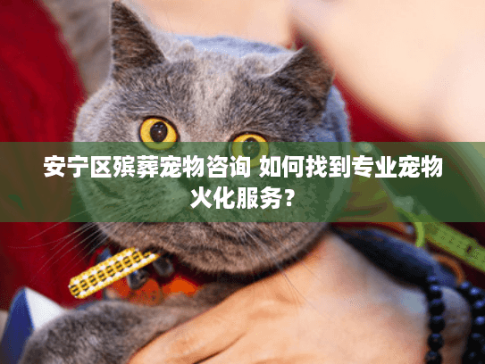 安宁区殡葬宠物咨询 如何找到专业宠物火化服务？