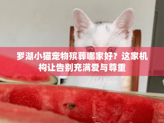 罗湖小猫宠物殡葬哪家好？这家机构让告别充满爱与尊重
