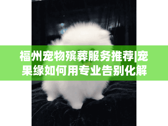 福州宠物殡葬服务推荐|宠果缘如何用专业告别化解宠物家长心碎时刻?