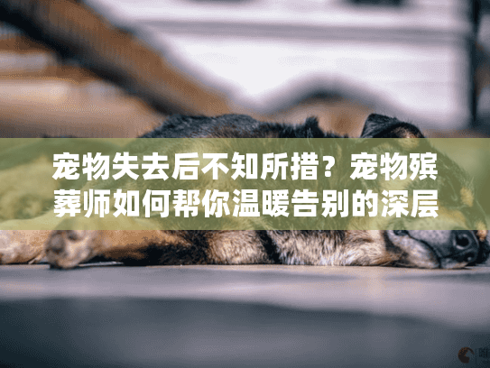 宠物失去后不知所措？宠物殡葬师如何帮你温暖告别的深层解析