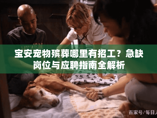 宝安宠物殡葬哪里有招工？急缺岗位与应聘指南全解析