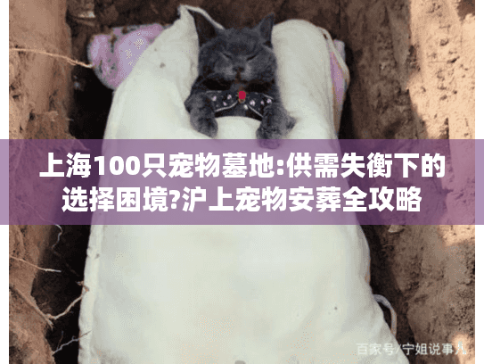 上海100只宠物墓地:供需失衡下的选择困境?沪上宠物安葬全攻略