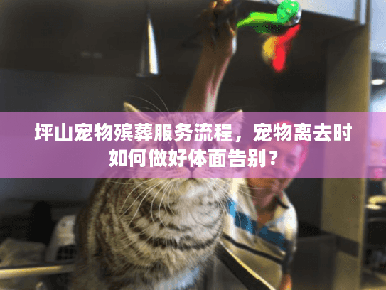 坪山宠物殡葬服务流程，宠物离去时如何做好体面告别？