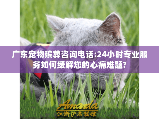 广东宠物殡葬咨询电话:24小时专业服务如何缓解您的心痛难题?