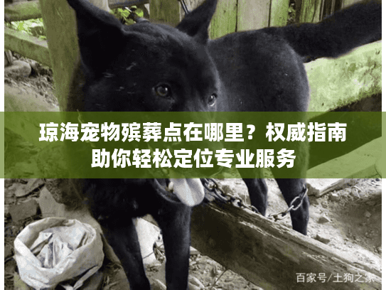 琼海宠物殡葬点在哪里？权威指南助你轻松定位专业服务