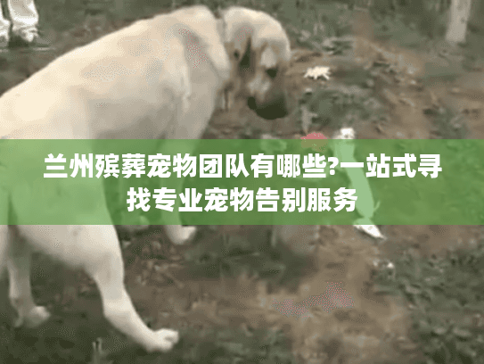 兰州殡葬宠物团队有哪些?一站式寻找专业宠物告别服务