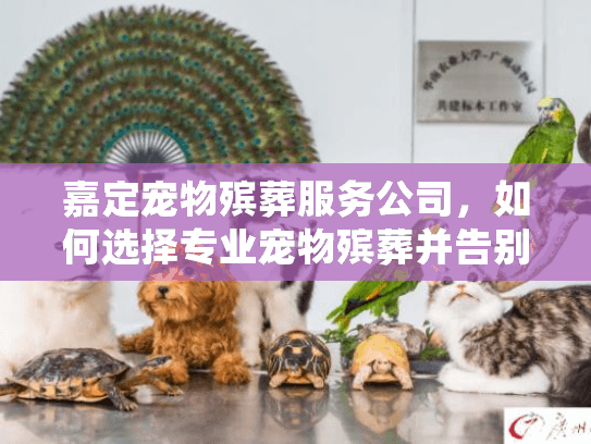 嘉定宠物殡葬服务公司，如何选择专业宠物殡葬并告别爱宠？