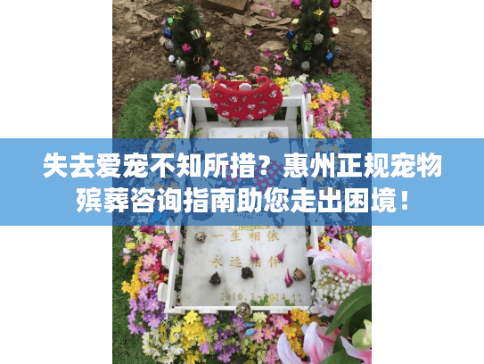 失去爱宠不知所措？惠州正规宠物殡葬咨询指南助您走出困境！