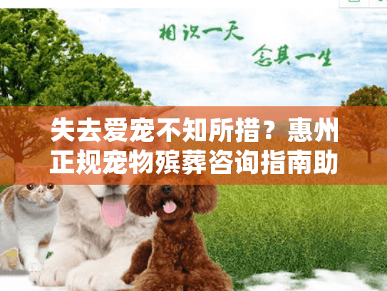 失去爱宠不知所措？惠州正规宠物殡葬咨询指南助您走出困境！